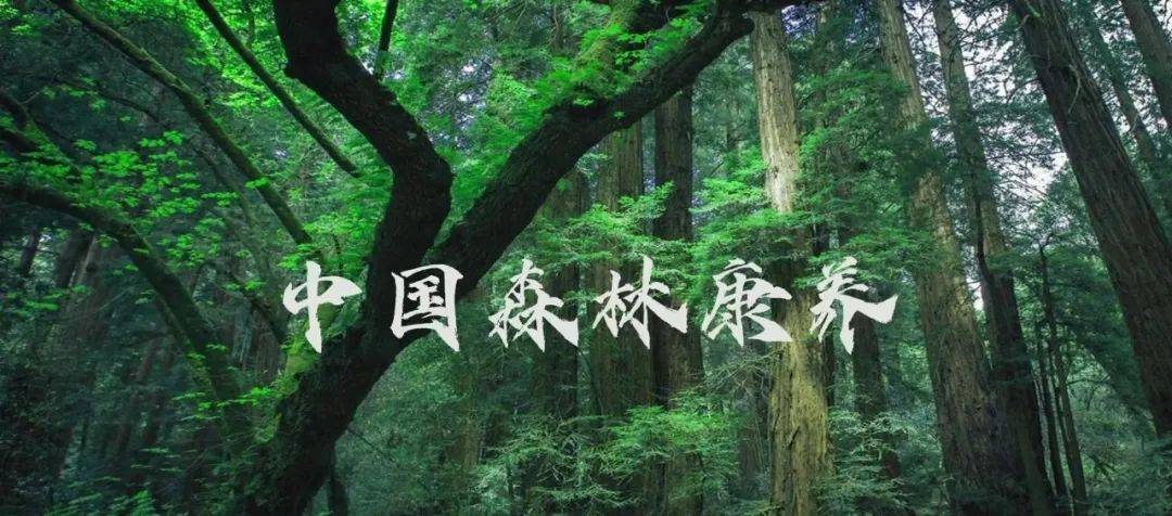 “康养+疗愈”模式成银发文旅新风口